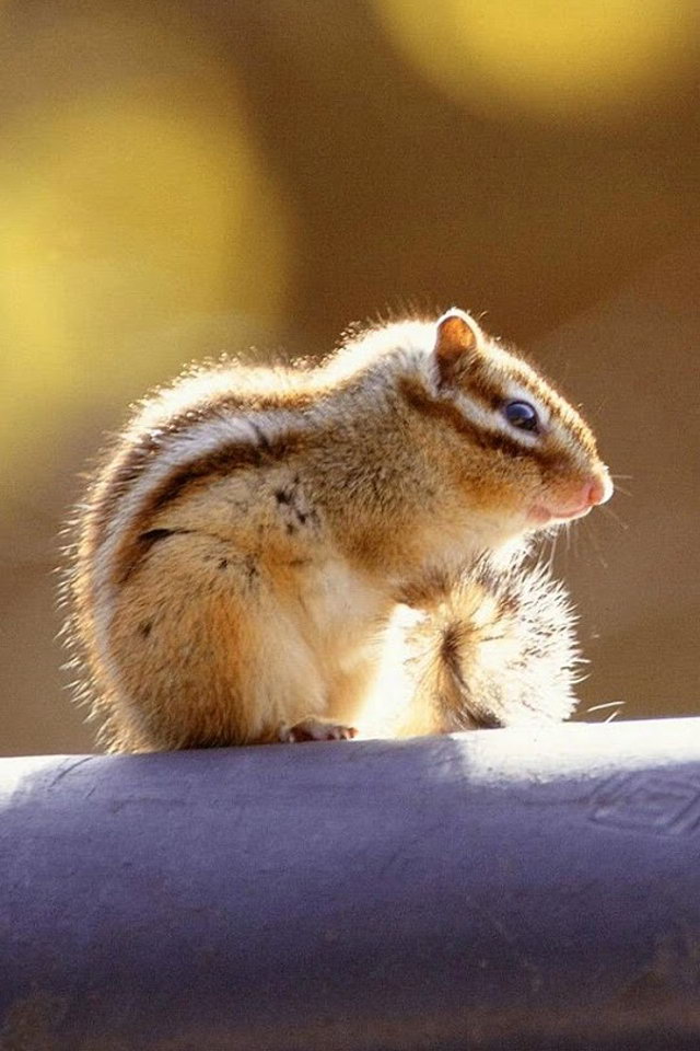 Cute Little Squirrel Animal 